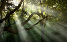 Fun Rainforest Science Experiments Sciencing