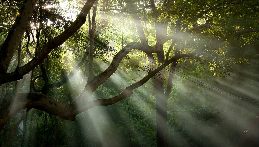 Fun Rainforest Science Experiments Sciencing