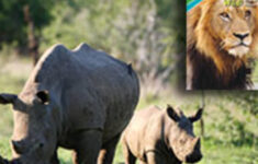 Keep Wild Animals Wild IFAW