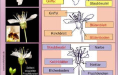 Kirschbl te Bis Zur Frucht Kirschen Fr chte Baumtagebuch