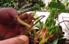 Multiplication Du Fraisier Comment Repiquer Les Stolons YouTube