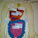 Pin By Jan Hawkins On Healthy Me Topic Digestive System Model