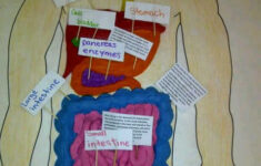 Pin By Jan Hawkins On Healthy Me Topic Digestive System Model