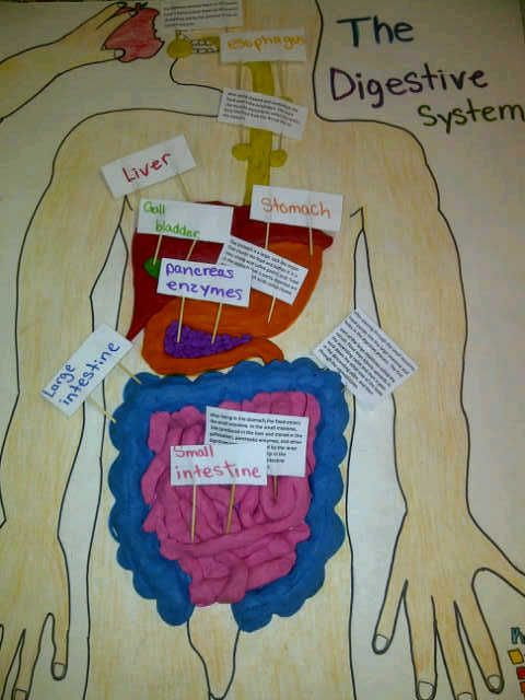 Pin By Jan Hawkins On Healthy Me Topic Digestive System Model 
