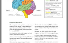 Pin By Kristen Vecchio On Grade 5 Science Education Brain