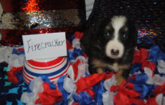 Shamrock Rose Aussies Welcome To Shamrock Rose Aussies We