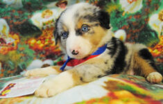 Shamrock Rose Aussies Welcome To Shamrock Rose Aussies We