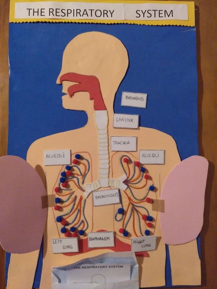 The Respiratory System Respiratory System Kids Respiratory System 