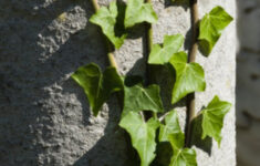 What Are The 3 Types Of Leaf Arrangements Sciencing
